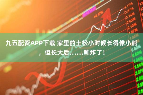 九五配资APP下载 家里的土松小时候长得像小熊，但长大后……帅炸了！