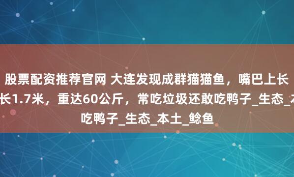股票配资推荐官网 大连发现成群猫猫鱼，嘴巴上长着胡子，长1.7米，重达60公斤，常吃垃圾还敢吃鸭子_生态_本土_鲶鱼
